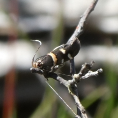 Macrobathra harmostis (a Cosmopterigid moth) at Mongarlowe River - 5 Mar 2023 by arjay