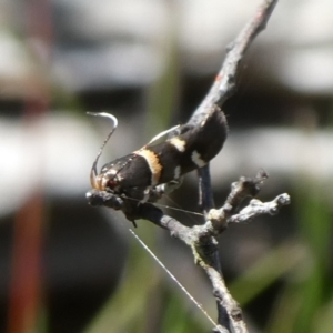 Macrobathra harmostis at Charleys Forest, NSW - 5 Mar 2023