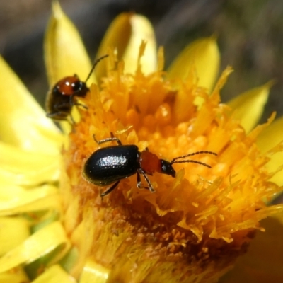 Galerucini sp. (tribe) (A galerucine leaf beetle) at QPRC LGA - 5 Mar 2023 by arjay