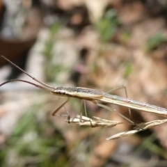Mutusca brevicornis (A broad-headed bug) at Charleys Forest, NSW - 5 Mar 2023 by arjay