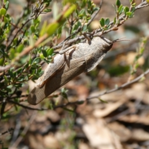 Goniaea australasiae at Charleys Forest, NSW - 5 Mar 2023