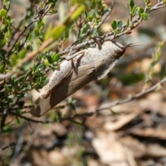 Goniaea australasiae (Gumleaf grasshopper) at Charleys Forest, NSW - 5 Mar 2023 by arjay