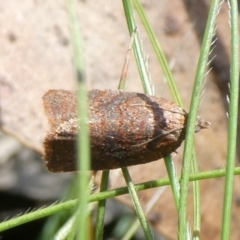 Unidentified Tortricid moth (Tortricidae) at Charleys Forest, NSW - 5 Mar 2023 by arjay