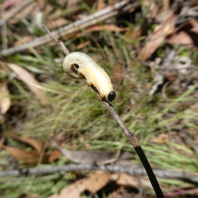 Pergidae sp. (family) (Unidentified Sawfly) at QPRC LGA - 5 Mar 2023 by arjay