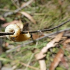 Pergidae sp. (family) at Charleys Forest, NSW - 5 Mar 2023