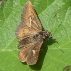 Toxidia parvula (Banded Grass-skipper) at Charleys Forest, NSW - 5 Mar 2023 by arjay