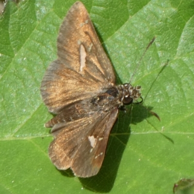 Toxidia parvula (Banded Grass-skipper) at Charleys Forest, NSW - 5 Mar 2023 by arjay