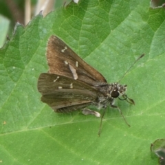 Toxidia parvula at Charleys Forest, NSW - suppressed