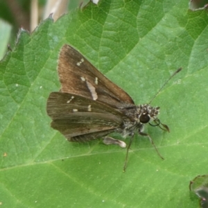 Toxidia parvula at Charleys Forest, NSW - suppressed