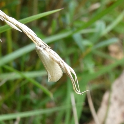 Scirpophaga praelata (Rush Borer) at Charleys Forest, NSW - 5 Mar 2023 by arjay