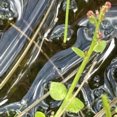 Gonocarpus micranthus subsp. micranthus (Creeping Raspwort) at Gibraltar Pines - 21 Jan 2023 by JaneR