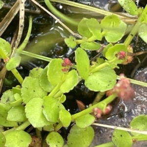 Gonocarpus micranthus subsp. micranthus at Paddys River, ACT - 21 Jan 2023 01:44 PM