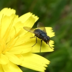 Unidentified Blow fly (Calliphoridae) at Charleys Forest, NSW - 5 Mar 2023 by arjay
