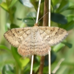 Scopula rubraria (Plantain Moth) at Charleys Forest, NSW - 5 Mar 2023 by arjay