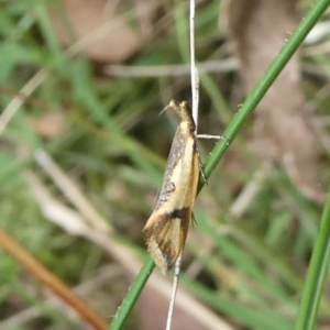 Thema macroscia at Charleys Forest, NSW - 5 Mar 2023