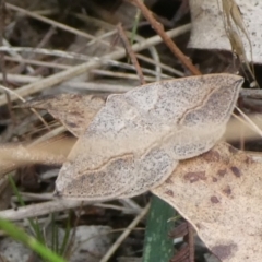 Taxeotis perlinearia (Spring Taxeotis) at QPRC LGA - 5 Mar 2023 by arjay