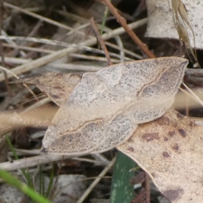 Taxeotis perlinearia (Spring Taxeotis) at QPRC LGA - 5 Mar 2023 by arjay