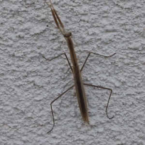 Mantidae (family) adult or nymph at Lyons, ACT - 5 Mar 2023