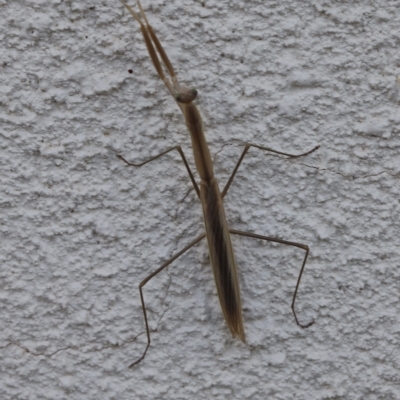 Unidentified Praying mantis (Mantodea) at Lyons, ACT - 4 Mar 2023 by ran452