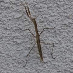 Mantidae (family) adult or nymph at Lyons, ACT - 5 Mar 2023