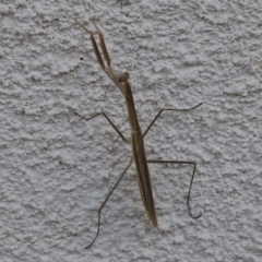 Mantidae (family) adult or nymph at Lyons, ACT - 5 Mar 2023