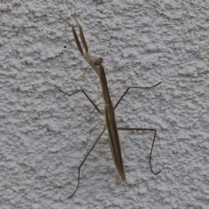 Mantidae (family) adult or nymph at Lyons, ACT - 5 Mar 2023