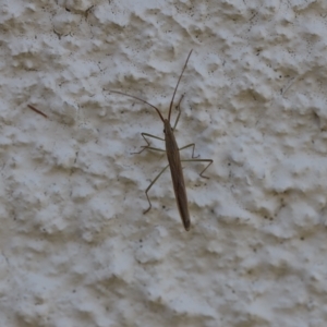 Mutusca brevicornis at Lyons, ACT - 5 Mar 2023 10:00 PM