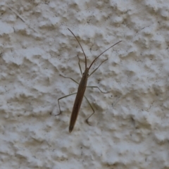 Mutusca brevicornis at Lyons, ACT - 5 Mar 2023 10:00 PM