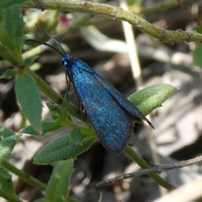 Turneriprocris dolens (A Zygaenid moth) at QPRC LGA - 5 Mar 2023 by arjay