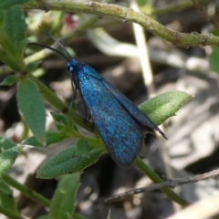 Turneriprocris dolens (A Zygaenid moth) at Charleys Forest, NSW - 5 Mar 2023 by arjay