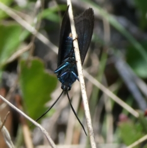 Turneriprocris dolens at Charleys Forest, NSW - 5 Mar 2023