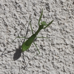 Pseudomantis albofimbriata (False garden mantis) at Lyons, ACT - 5 Mar 2023 by ran452