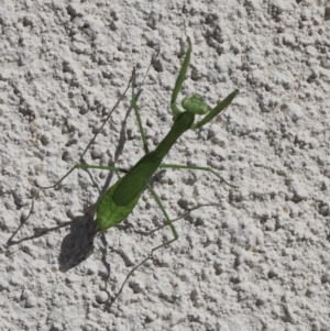 Pseudomantis albofimbriata at Lyons, ACT - 5 Mar 2023 10:18 PM