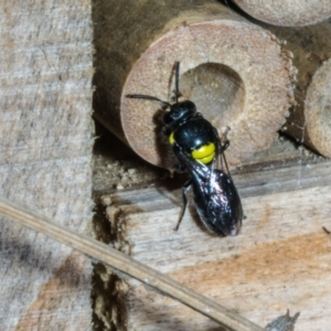 Hylaeus (Hylaeorhiza) nubilosus at Theodore, ACT - 6 Mar 2023