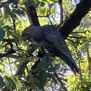 Callocephalon fimbriatum at Deakin, ACT - 6 Mar 2023