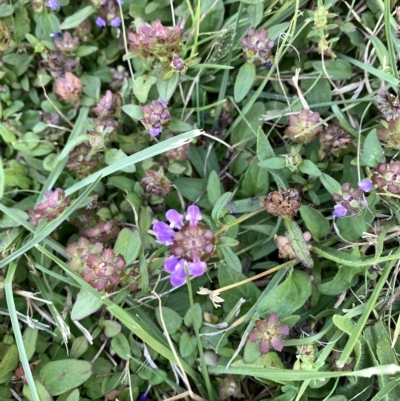 Prunella vulgaris (Self-heal, Heal All) at Corrowong, NSW - 6 Mar 2023 by BlackFlat