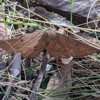 Phallaria ophiusaria (Large Leaf Moth) at The Fair, Watson - 5 Mar 2023 by WalterEgo