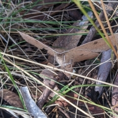 Phallaria ophiusaria at Watson, ACT - 6 Mar 2023 10:42 AM