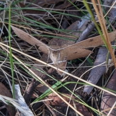 Phallaria ophiusaria at Watson, ACT - 6 Mar 2023 10:42 AM