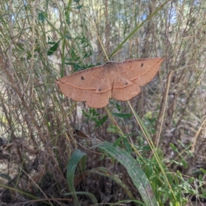 Phallaria ophiusaria at Watson, ACT - 6 Mar 2023 10:42 AM