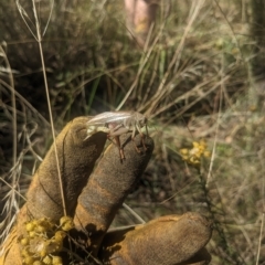 Gryllacrididae (family) (Unidentified Raspy Cricket) at The Fair, Watson - 5 Mar 2023 by WalterEgo