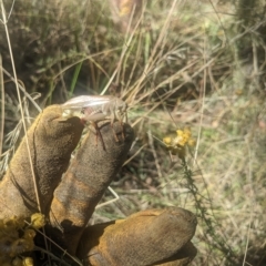 Gryllacrididae (family) at Watson, ACT - 6 Mar 2023 10:57 AM