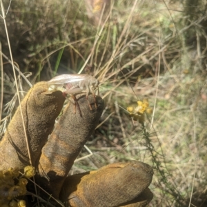 Gryllacrididae (family) at Watson, ACT - 6 Mar 2023 10:57 AM