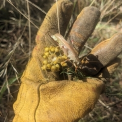 Gryllacrididae (family) at Watson, ACT - 6 Mar 2023 10:57 AM