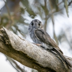 Aegotheles cristatus (Australian Owlet-nightjar) at Tharwa, ACT - 4 Mar 2023 by trevsci