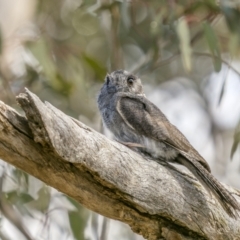 Aegotheles cristatus at Tharwa, ACT - 5 Mar 2023