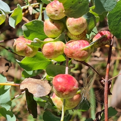 Chalcidoidea (superfamily) (A gall wasp or Chalcid wasp) at Mount Mugga Mugga - 6 Mar 2023 by Mike