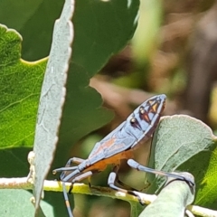 Amorbus (genus) (Eucalyptus Tip bug) at O'Malley, ACT - 6 Mar 2023 by Mike