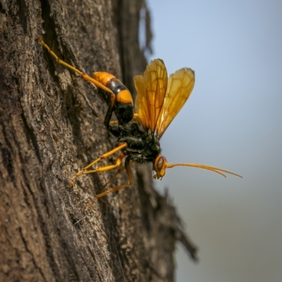 Cryptocheilus sp. (genus) (Spider wasp) at Tennent, ACT - 4 Mar 2023 by trevsci