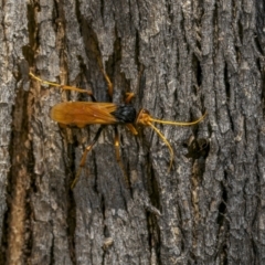 Cryptocheilus sp. (genus) at Tennent, ACT - 5 Mar 2023